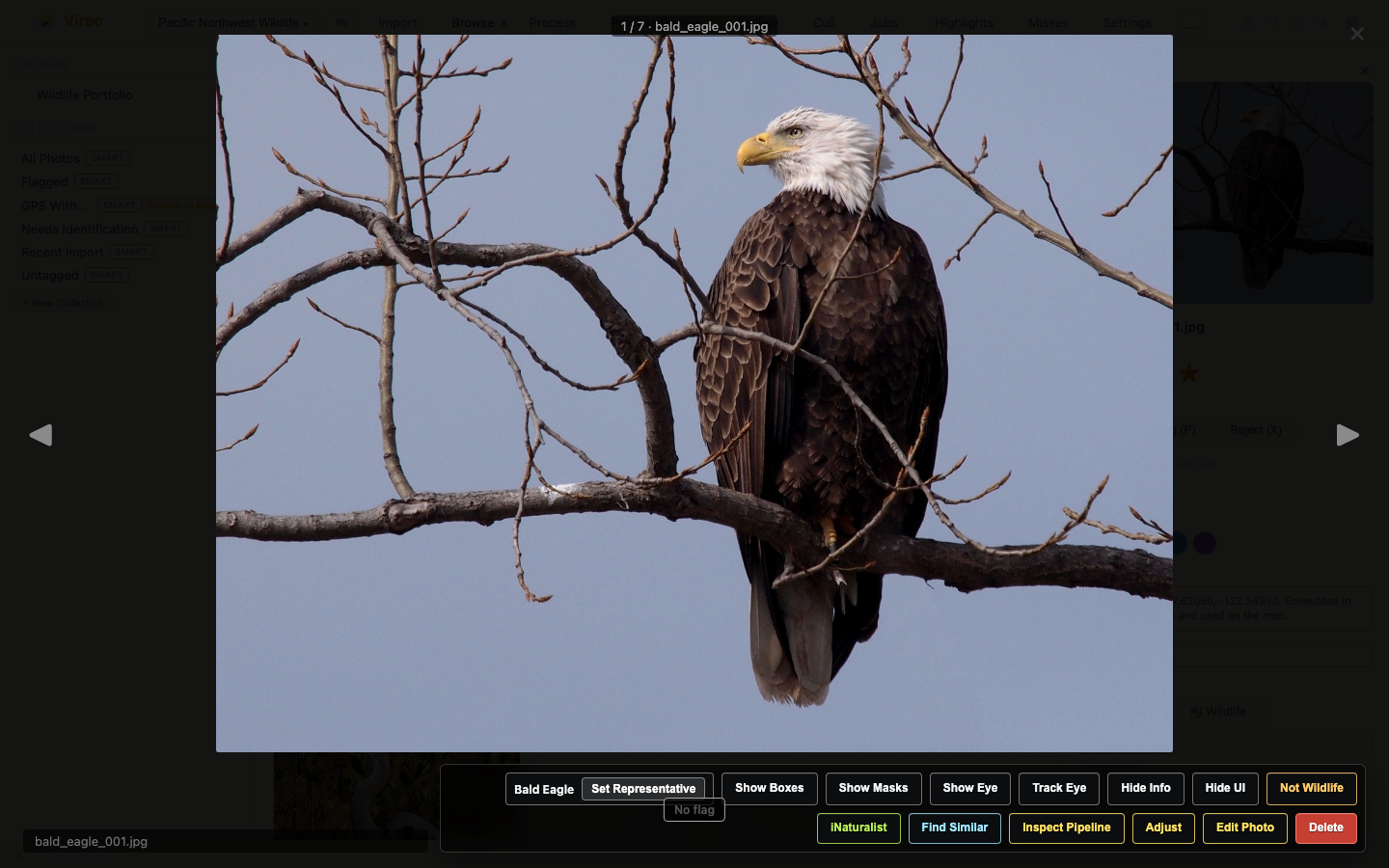 Vireo application screenshot showing AI-powered wildlife photo classification